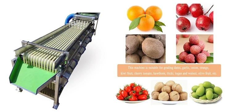 Pathway Fruit Size Grading Machine