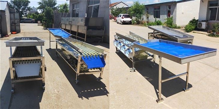 Pathway Fruit Size Grading Machine